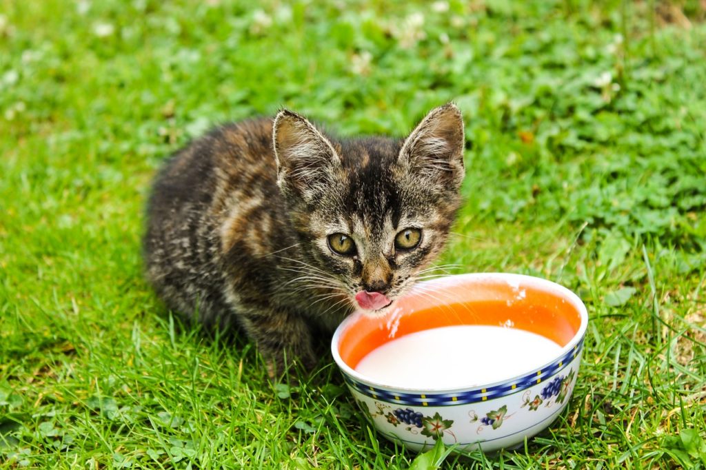 czy koty piją mleko