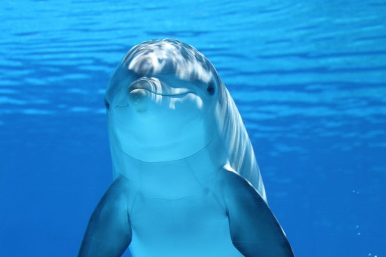 delfin czerwiec w obiektywie